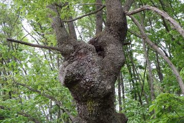 見事なコブ状の台場クヌギ。遠くからでも目立っていた。