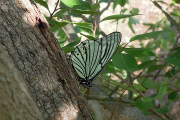 樹液を吸うアカホシゴマダラチョウ。実は外来種で、在来種のゴマダラチョウと同じくエノキを食草にする。