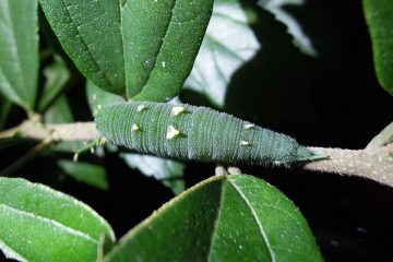 2015年の6月に見かけたアカボシゴマダラの終齢幼虫。