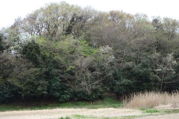 新緑の芽吹きが美しい落葉広葉樹と低層の常緑広葉樹。