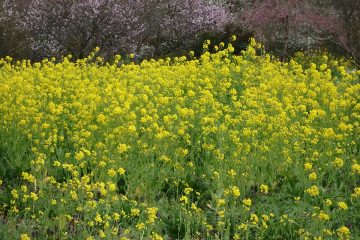 お約束の菜の花畑。最近はウメ、ボケ、コブシ、菜の花、サクラの咲くインターバルが短くなった。