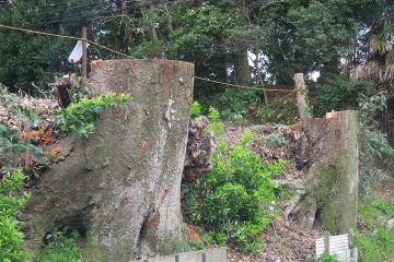 衝撃かつ残念だった伐採の痕。直径80cm級のケヤキで樹齢は100年弱位か。昭和を見据えてきた大木も1-2日でこのような姿になってしまう。