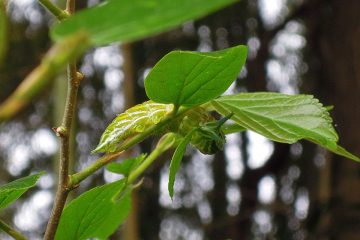 アカボシゴマダラを探してみると・・・居た！食事中だ。