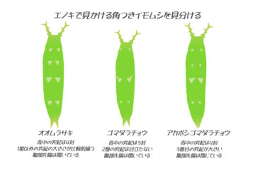 エノキを食草（樹）とする大型のイモムシは主にこの3種。小さいもので20-30mm、終齢幼虫だと60mmぐらいにはなる。