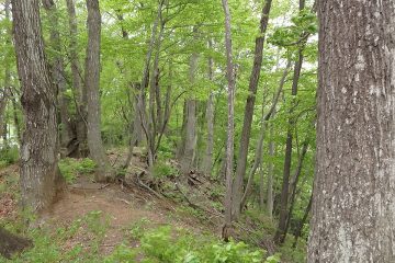 傾斜地などはどこも年季の入った広葉樹林だ。