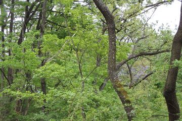 あちこちがクヌギ中心の広葉樹林。