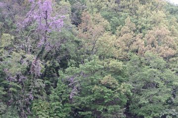 傾斜地のほとんどがクヌギを中心とした広葉樹林だ。