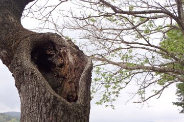 見事な樹洞の台場クヌギ。