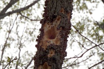 キツツキの巣か食痕と思われる。少し大きいのでアカゲラあたりか。