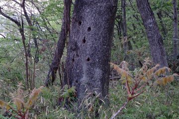 クルミ類の大木の根元付近にあったキツツキの食痕？サイズはコゲラ級。