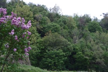 傾斜地の広葉樹林。手前はサルスベリか。