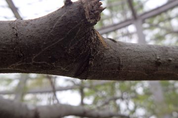 生態観察施設内のオオムラサキの幼虫。