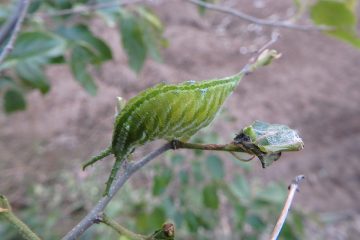 アカボシゴマダラの幼虫。この日はこの一匹だけだった。