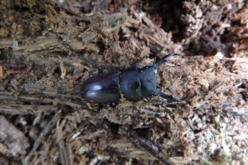 今年初の野外クワガタ。40mm程のコクワガタのオス。新成虫だろう。