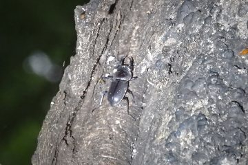 こちらは樹上で活動していたコクワガタのオス。越冬成虫と思われる。