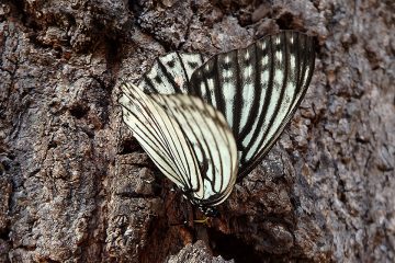 一瞬、ゴマダラチョウか？と思いきやアカボシゴマダラの春型。