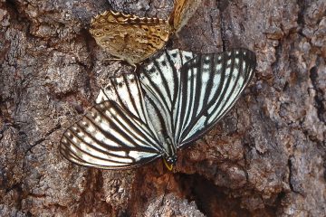 他のヒョウモンチョウやジャノメチョウを威嚇するアカボシゴマダラの春型。