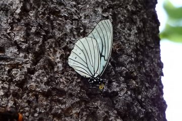 上にもう一匹のアカボシゴマダラがいた。