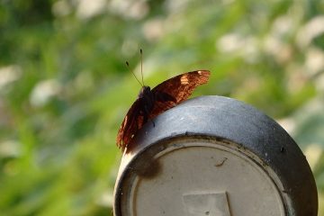 白い斑紋を見る限りはルリタテハかアカタテハと思しきタテハチョウ。越冬成虫のようで翅はボロボロだ。