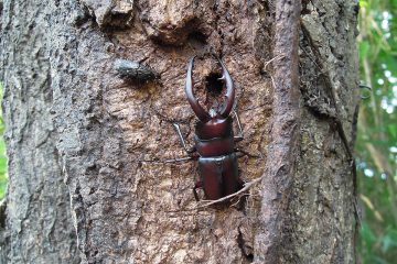 クヌギの樹液につくノコギリクワガタ