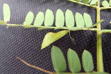 歩道脇のネムの小木に付いていたキチョウが蛹化していた。周辺には蛹の抜け殻も数個あり、多くは羽化したようだ。