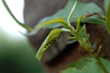 ムラサキツバメと思しき幼虫。