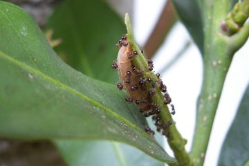 ムラサキツバメと思しき幼虫2。