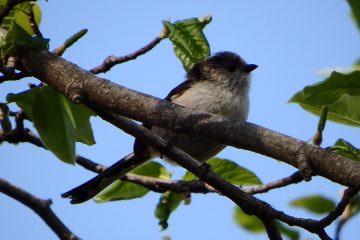 エナガ、だと思う。