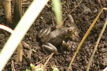 コイツがいると水生昆虫が激減するウシガエル。アメリカザリガニは水生昆虫と共存しているように思える。