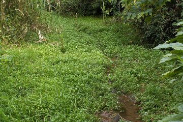 湧水に群生する外来種クレソン。このあたりにはコオイムシやオニヤンマのヤゴもいる。（船橋市）