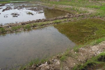 手前の休耕田は比較的水が残るので夏場はここが主な生息域になっていた。ここも埋め立てられた。