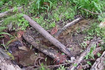 休耕田脇には湧水が数か所から出ている。これを引き込む予定だった。