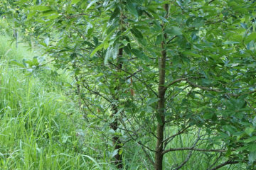 民家の近くの植林エリアではこんな感じだ。