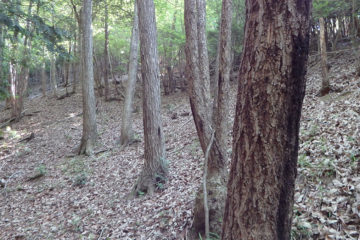 下草がほとんどない雑木林。都市部の公園のようだ。