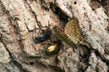 ヒョウモンチョウとクロカナブン