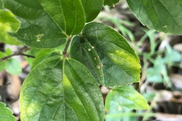 アカボシゴマダラ3頭目。