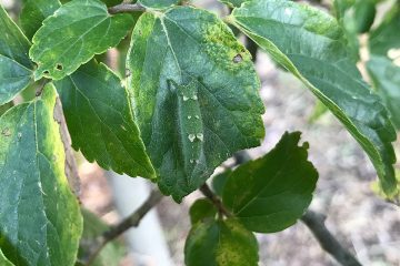 エノキの低木の下層にホームポジションをとるアカボシゴマダラの幼虫