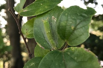 こちらは中層にホームポジションをとるゴマダラチョウの幼虫。