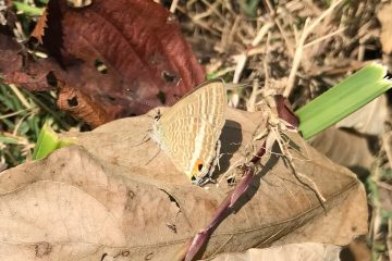 一見、可愛らしいがマメ科の害虫だ。ここではクズを食べているようだ。