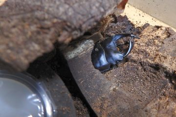 分割した片側の下がお気に入り