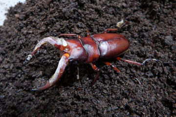 数日前に羽化したと思われるノコギリクワガタの新成虫。55-60mmといったところ。