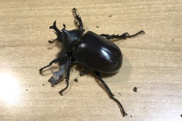 採集したオスの小型カブトムシ（千葉県白井市産 37mm）