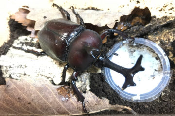 採集したオスのブトムシ（千葉県白井市産 75mm）