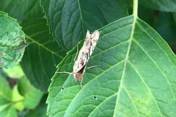 ヒメアカタテハ。近寄ったら上翅を開くのをやめてしまった・・・。幼虫はヨモギ等を食草にしている。