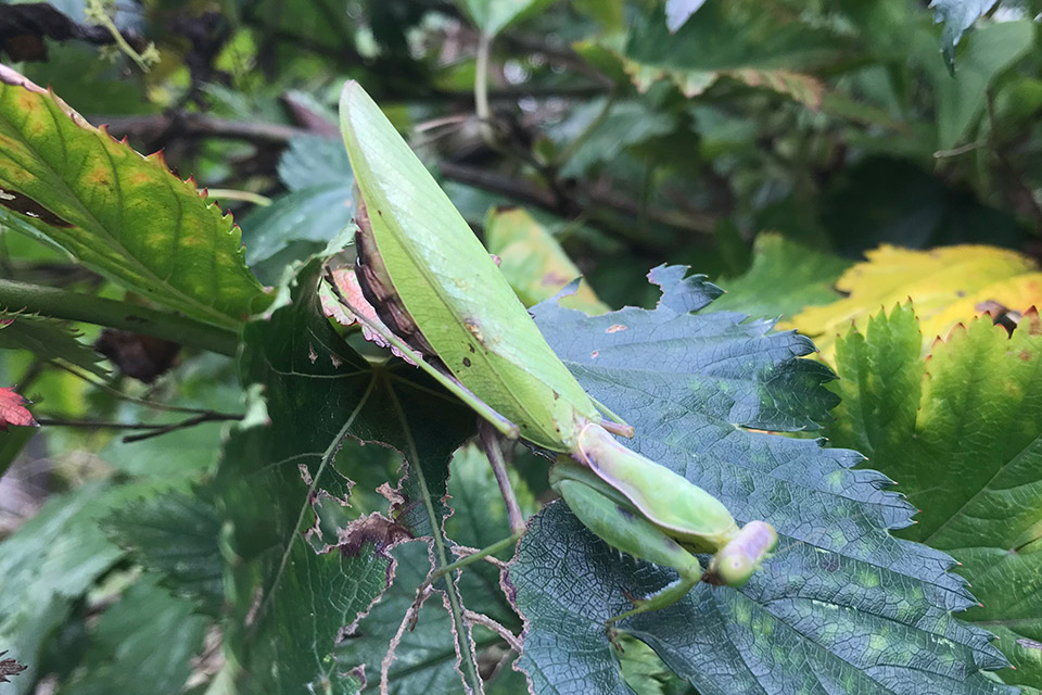 ハラビロカマキリ（船橋市）